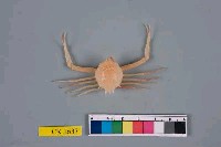 藏品(十一刺栗殼蟹)的圖片